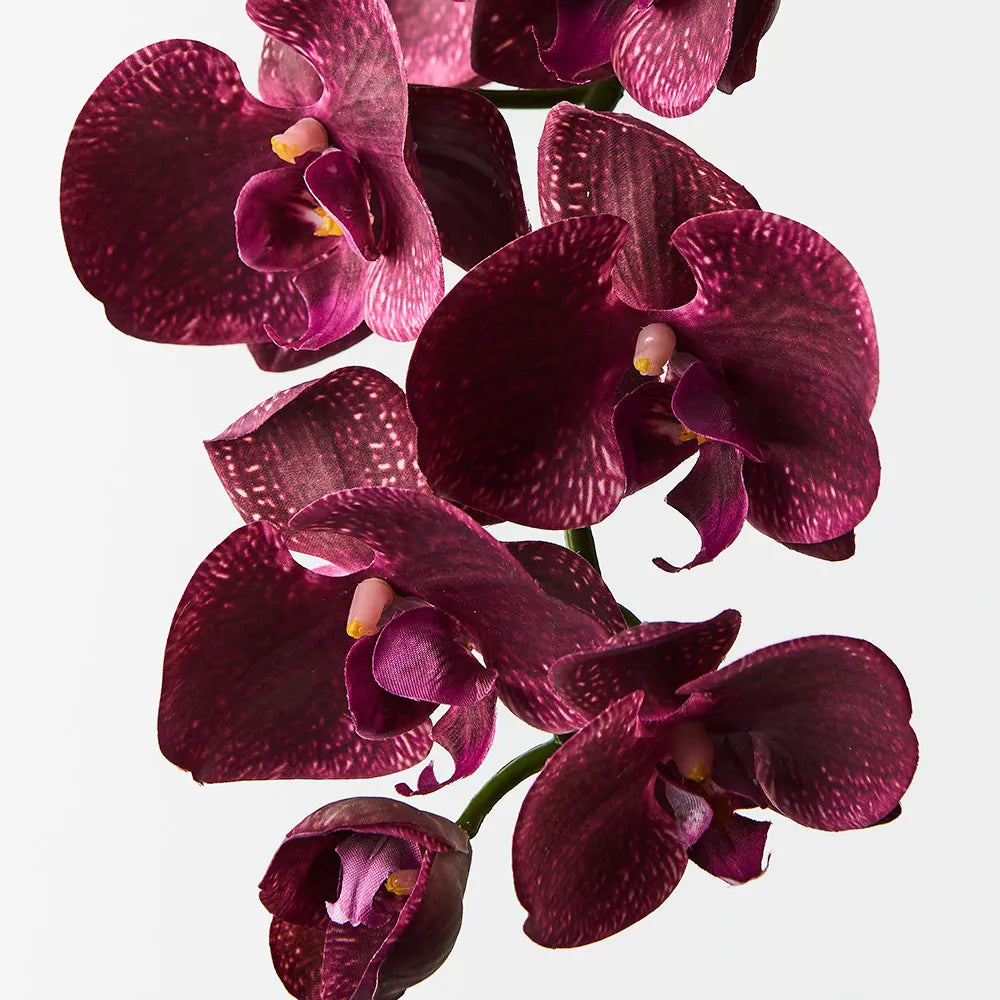 Orchid Phalaenopsis Spray Burgundy