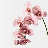 Phalaenopsis Orchid Spray Dusty Pink