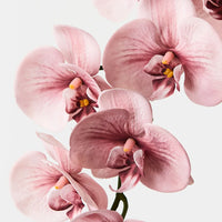 Phalaenopsis Orchid Spray Dusty Pink