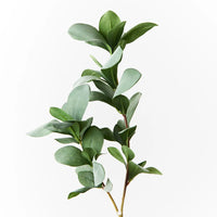 Pittosporum Leaf Spray | Grey Green