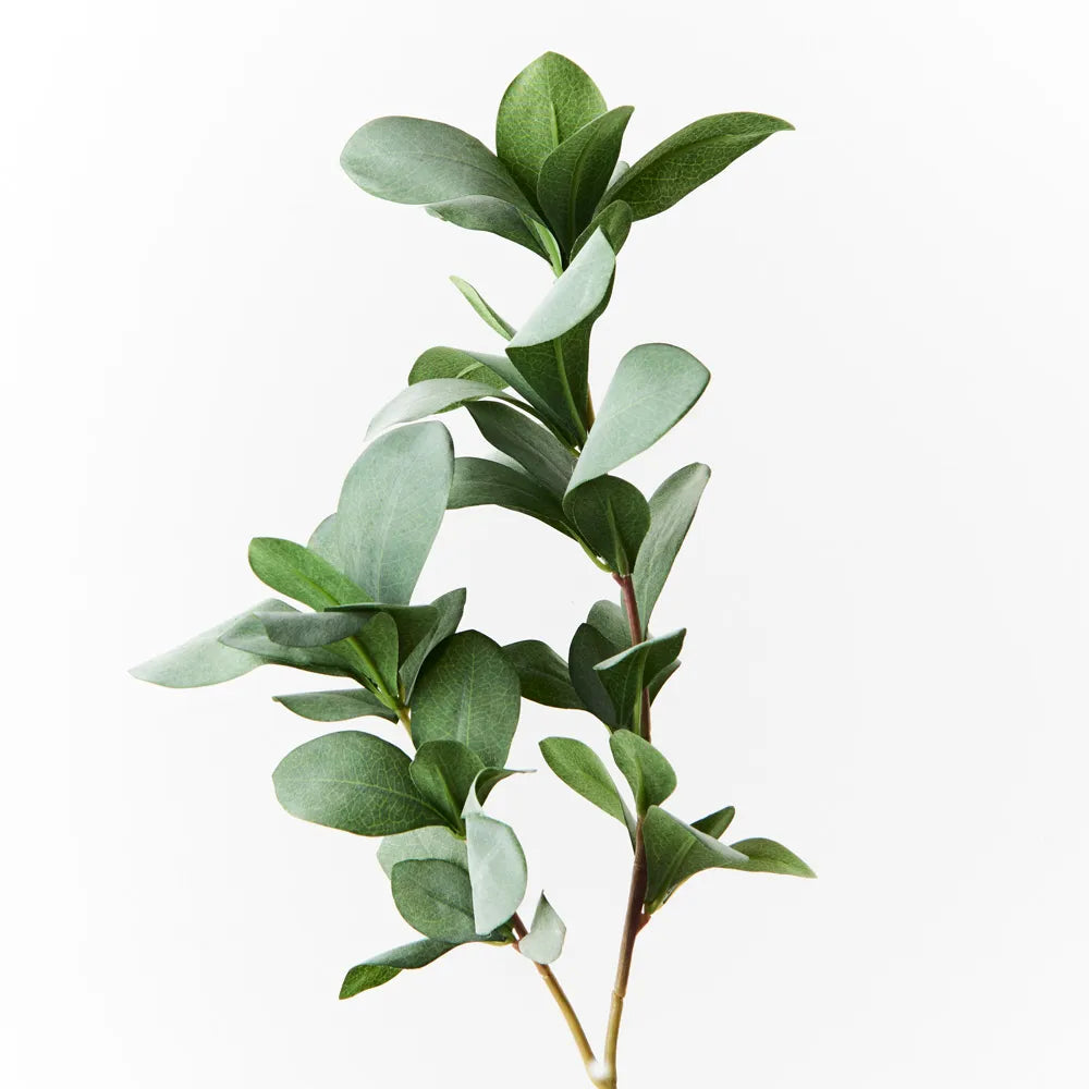 Pittosporum Leaf Spray | Grey Green