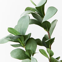 Pittosporum Leaf Spray | Grey Green