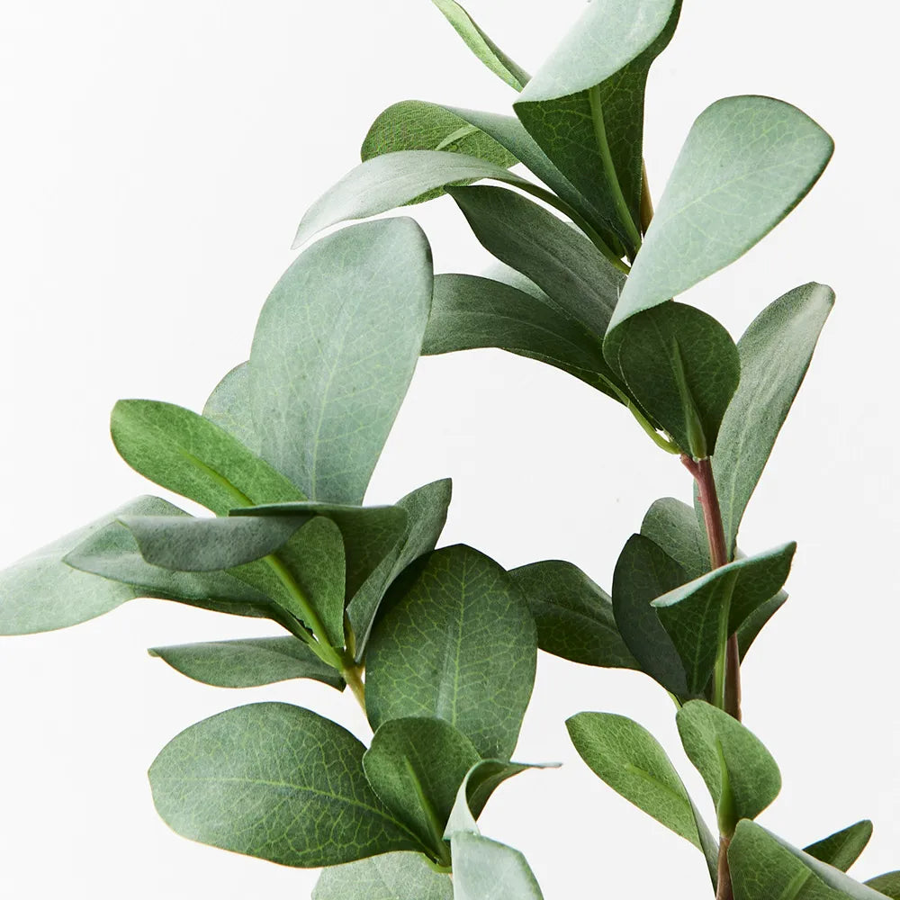 Pittosporum Leaf Spray | Grey Green
