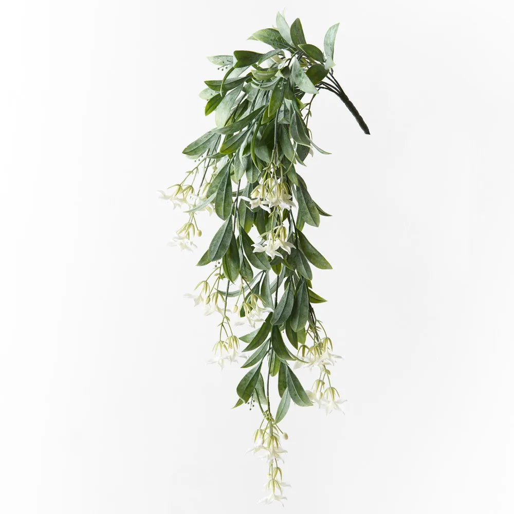 Stephanotis Hanging Bush White