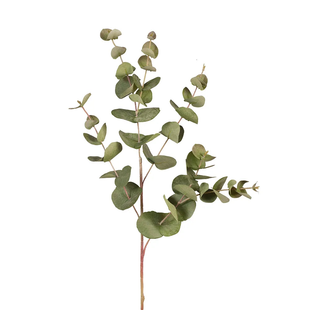 Silver Dollar Eucalyptus | Green