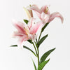 Lily Asiatic | Light Pink