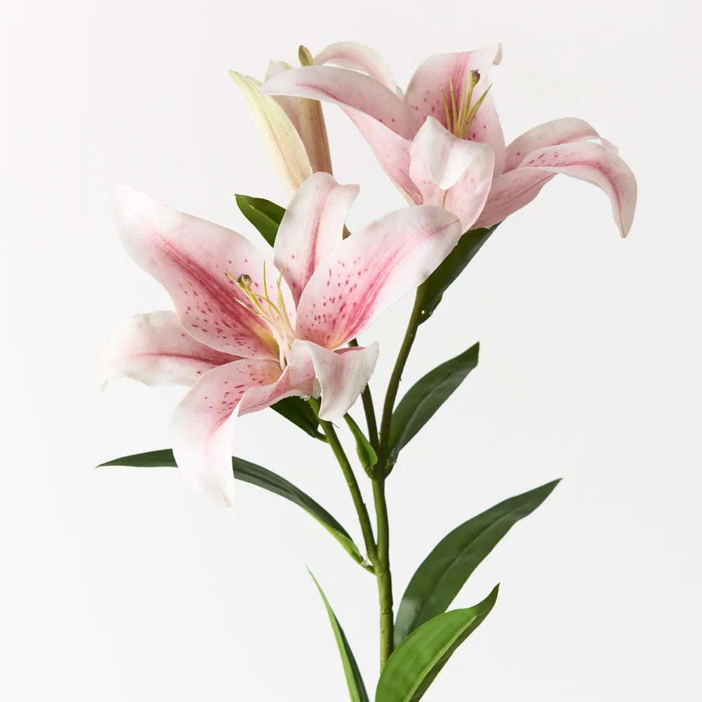 Lily Asiatic | Light Pink