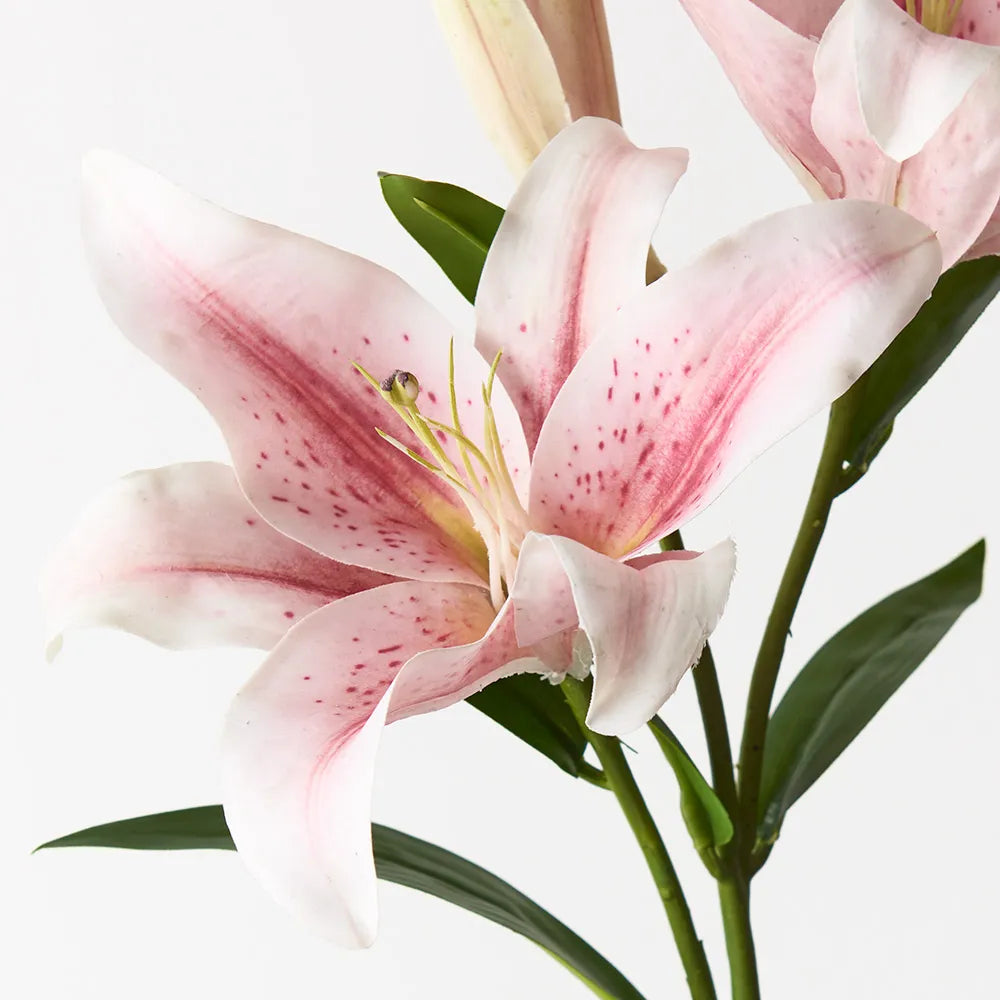 Lily Asiatic | Light Pink