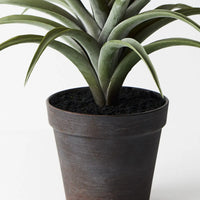 Tillandsia in Pot Green Grey