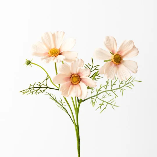 Cosmos Spray | Apricot Cream