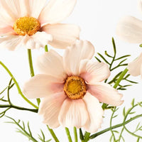 Cosmos Spray | Apricot Cream