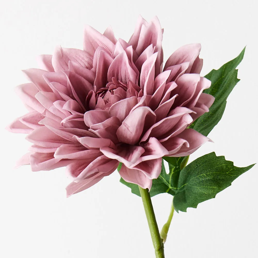Dahlia Dusty Pink