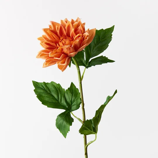 Dahlia | Orange