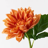 Dahlia | Orange