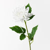 Dahlia |  Winter White