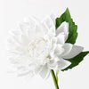 Dahlia |  Winter White