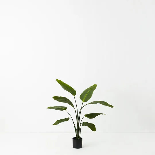 Fiddle Leaf Plant