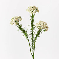 Berry Spray White 73cm
