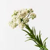 Berry Spray White 73cm