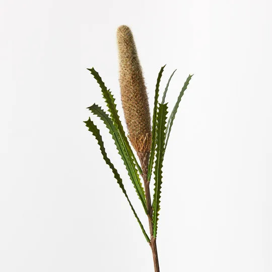 Banksia Pencil Cone