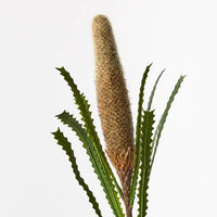 Banksia Pencil Cone