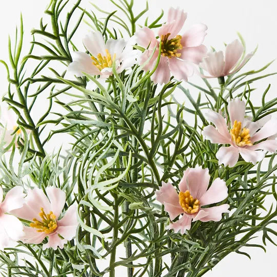 Cosmos Bush