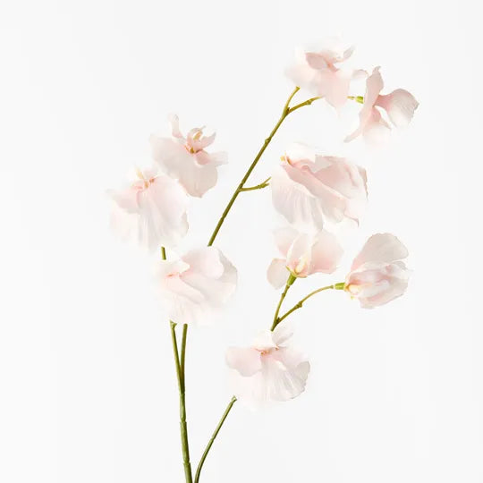 Sweet Pea Spray |  Soft Pink