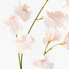 Sweet Pea Spray |  Soft Pink