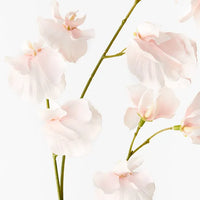 Sweet Pea Spray |  Soft Pink