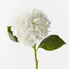 Hydrangea Stem | Winter White