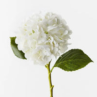 Hydrangea Stem | Winter White