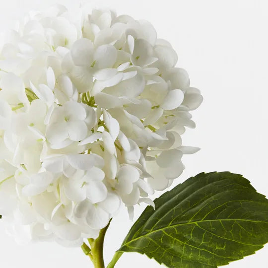 Hydrangea Stem | Winter White