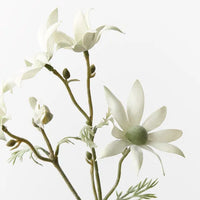 Flannel Flower Pick | Cream Green