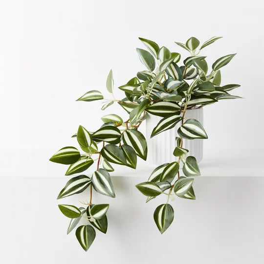 Wandering Jew Hanging Bush in Pot | Green White