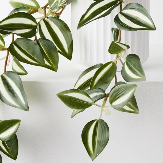 Wandering Jew Hanging Bush in Pot | Green White