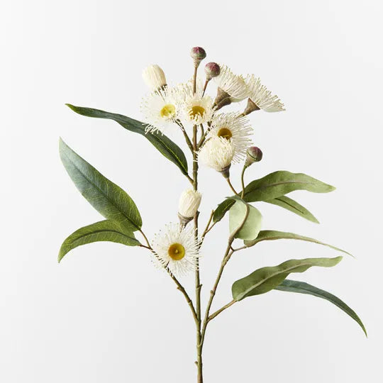 Eucalyptus Flowering Spray | White