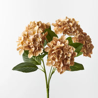 Hydrangea Bush | Coffee
