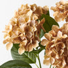 Hydrangea Bush | Coffee