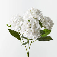 Hydrangea Bush | White
