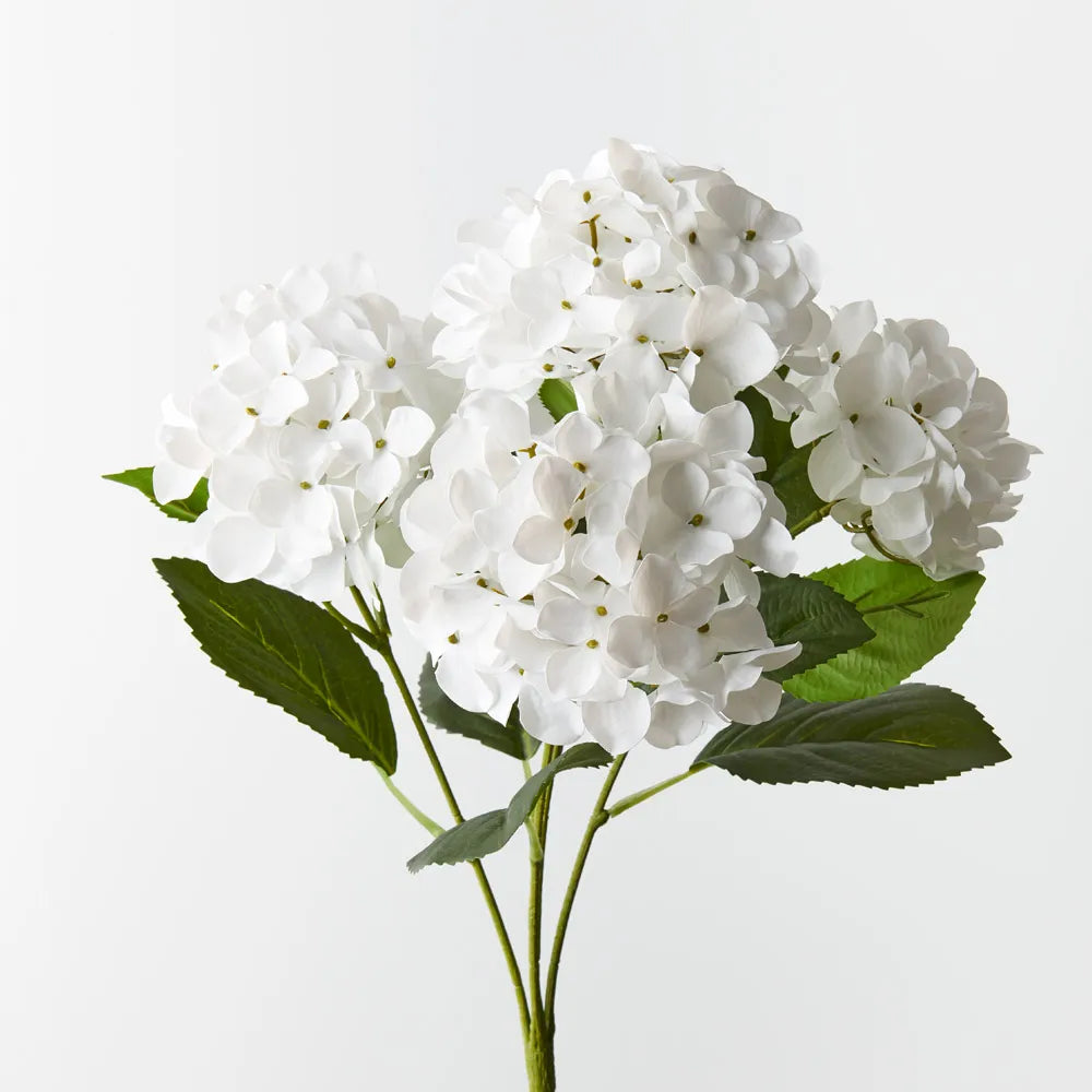 Hydrangea Bush | White