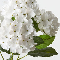 Hydrangea Bush | White