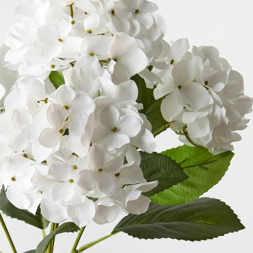 Hydrangea Bush | White