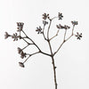 Eucalyptus Seed Spray | Brown Wash