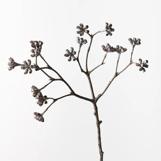 Eucalyptus Seed Spray | Brown Wash