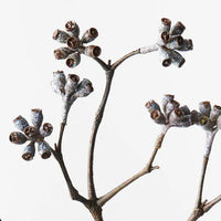 Eucalyptus Seed Spray | Brown Wash