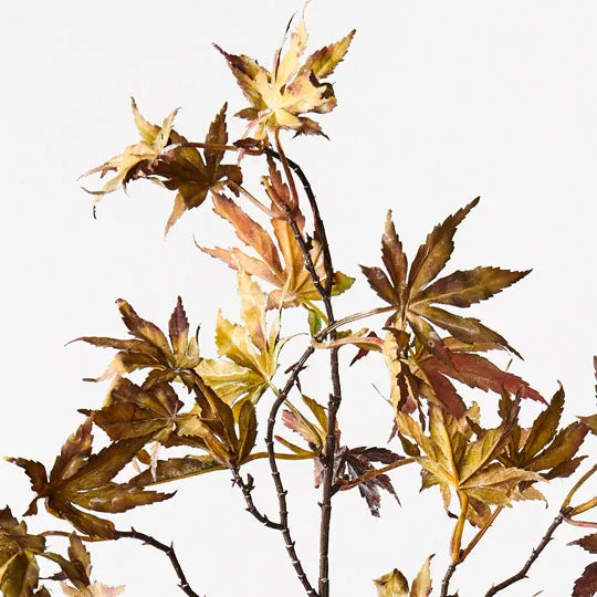 Japanese Maple Leaf Spray | Green Burgundy