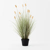 Bunny Tail Grass Plant