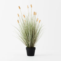 Bunny Tail Grass Plant