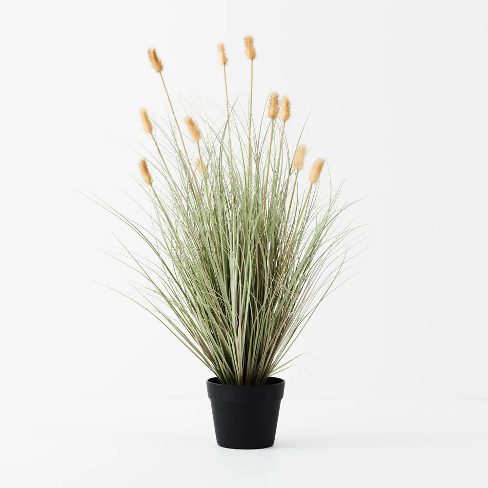 Bunny Tail Grass Plant