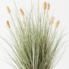 Bunny Tail Grass Plant